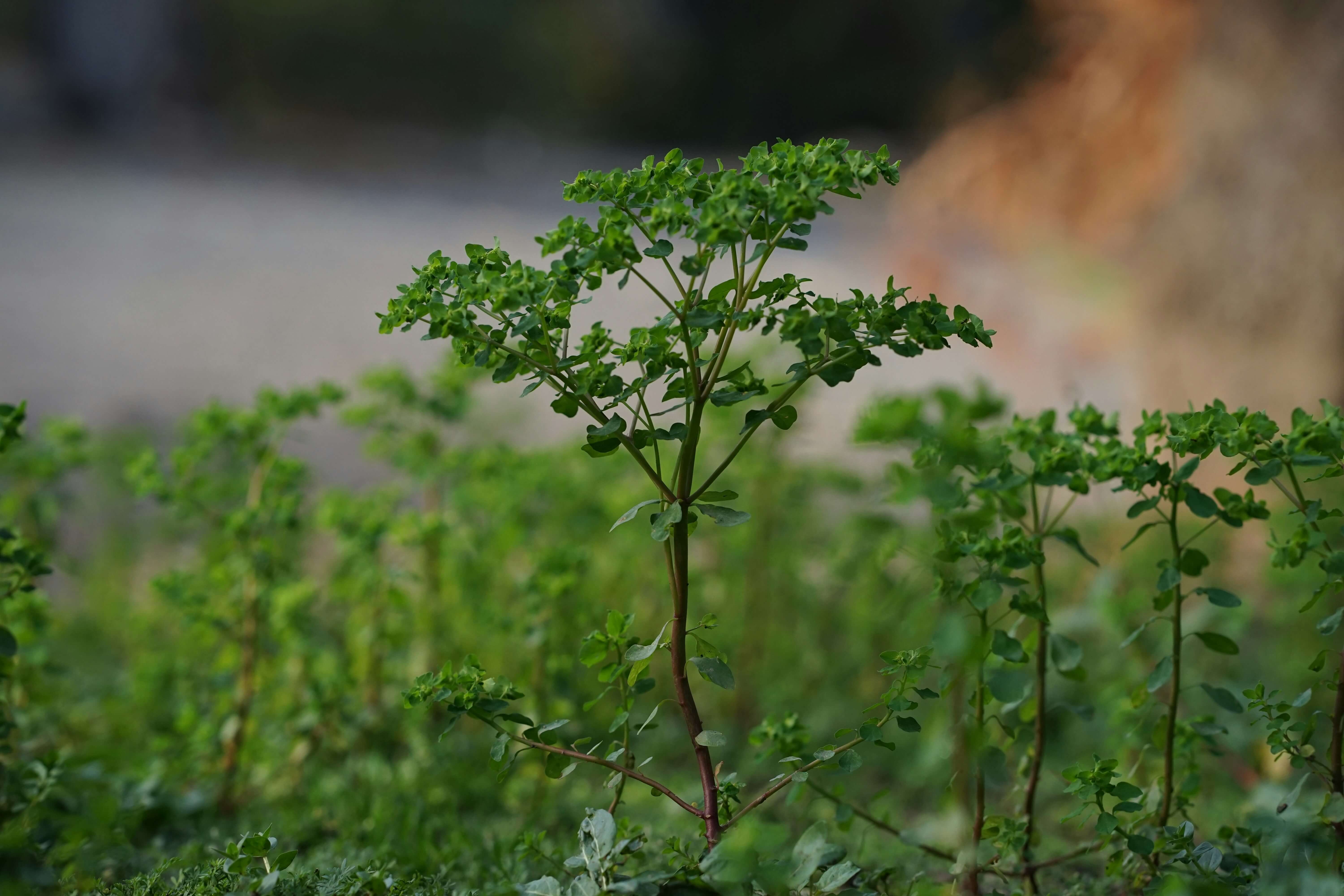 A young tree